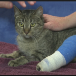 Cat in a blue leg cast