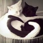 Black and white cat together